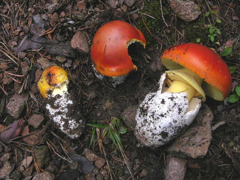 Quando l''Amanita caesarea viene oltre i 1000 mt......